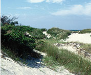 Dünenlandschaft zwischen Markgrafenheide und Warnemünde